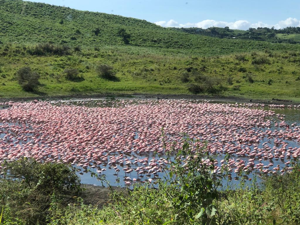 Flamingos in Lake Manyara National Park